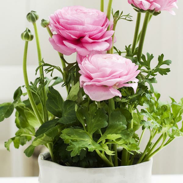 Ranunculus pot byt deco nápady rostliny jarní květiny