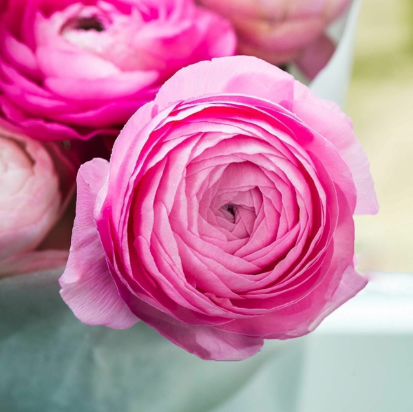 ranunculus růžová svěží jarní dekorace