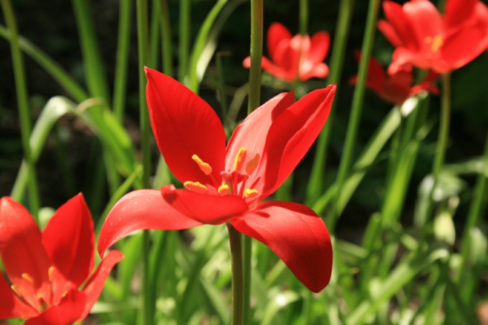 van tubergen tulipaner tulipaner bilder vårblomster