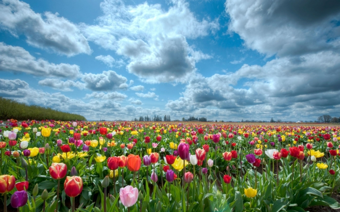 tulipaner bilder vårblomster tulipaner planter