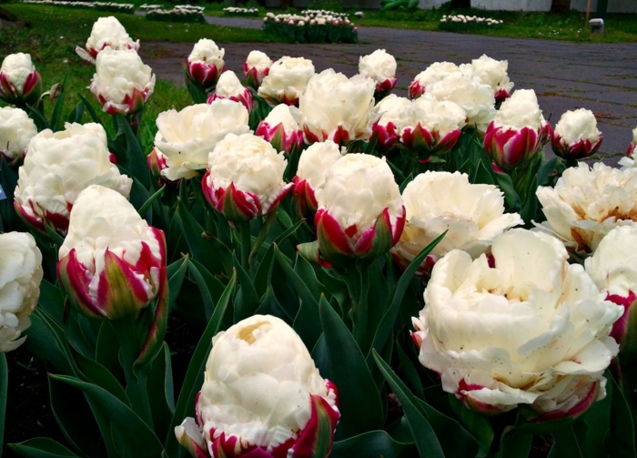 tulipaner iskrem tulipaner bilder