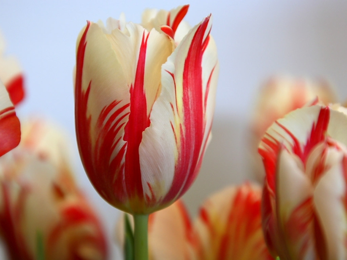 tulipan tulipan pærer tulipaner bilder