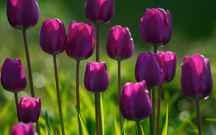 tulipaner tulipaner betyr å plante tulipaner