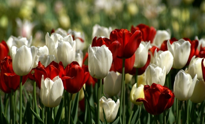 hvite tulipaner som betyr tulipaner