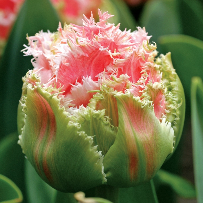 queensland tulipaner tulipaner bilder tulipaner planter