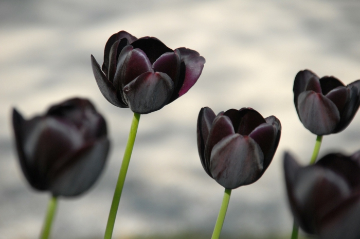 svarte tulipaner tulipanene som planter tulipaner