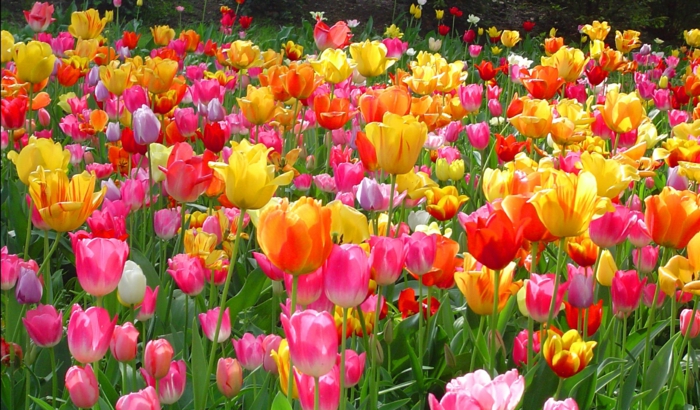 tulipaner som betyr tulipan som planter tulipaner