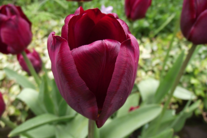 triumf tulipan tulipaner bilder tulipaner mening