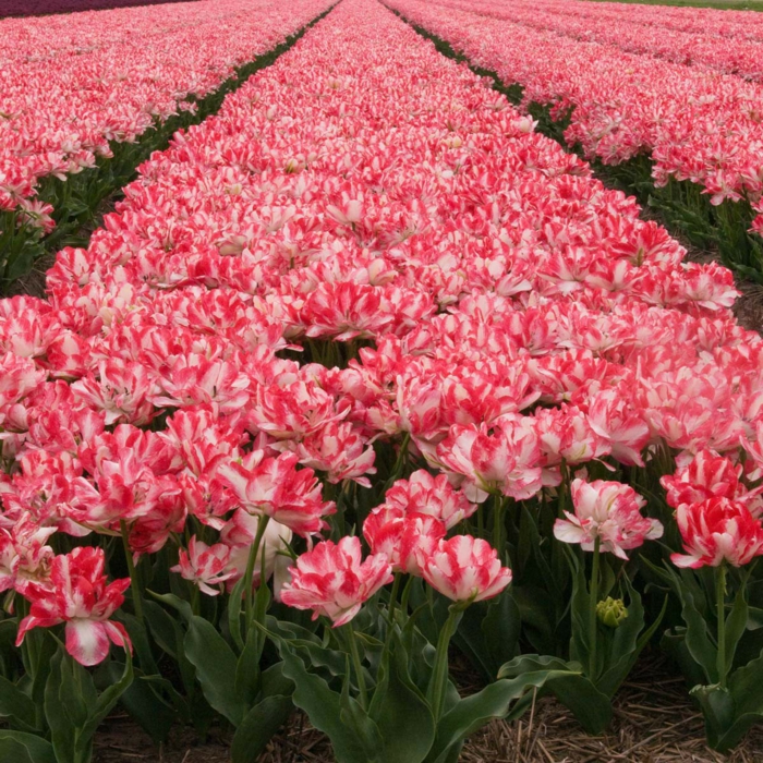 cartouche tulipan tulipaner bilder tulipaner planter