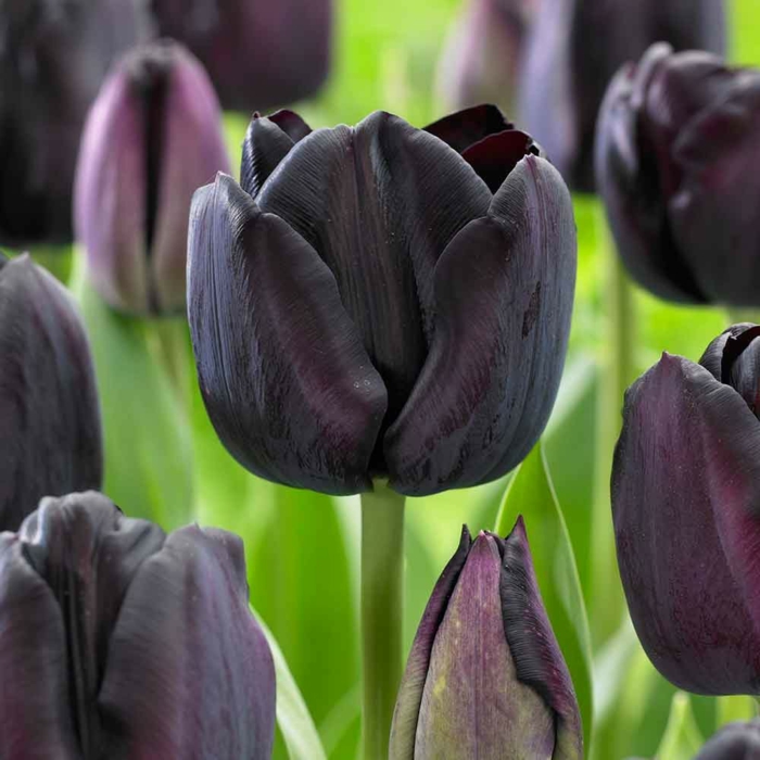 paul scherer tulipaner tulipaner bilder tulipaner mening