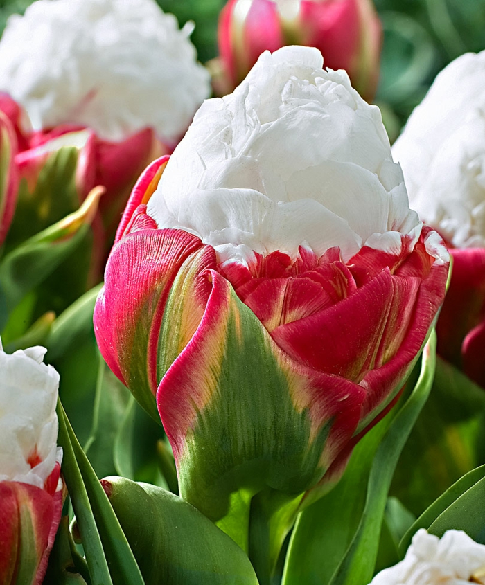 is tulipaner tulipaner bilder tulipaner mening