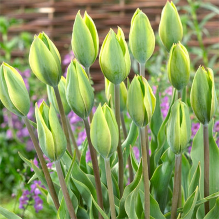 eviggrønne tulipaner tulipaner bilder tulipaner planter