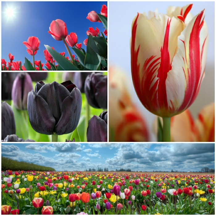 tulipan tulipaner bilder tulipan pærer