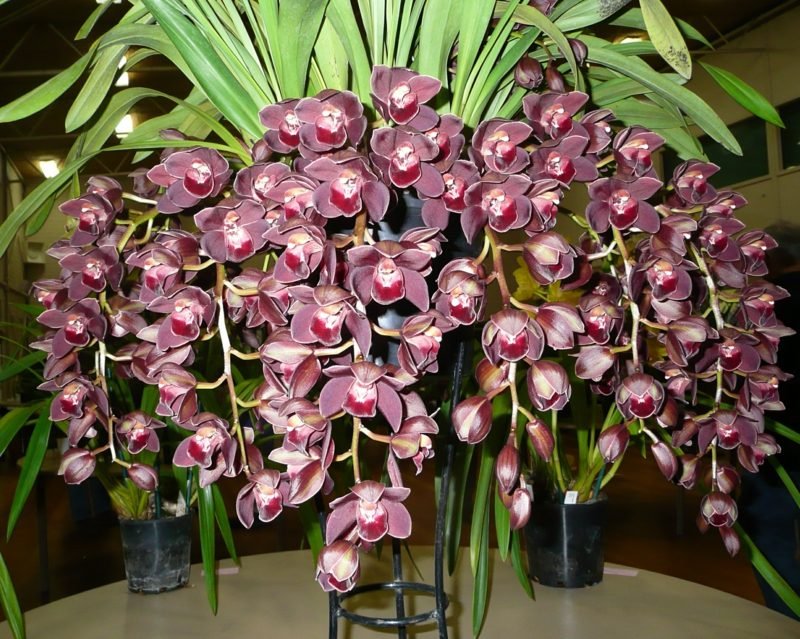 druh orchideje cymbidium lila
