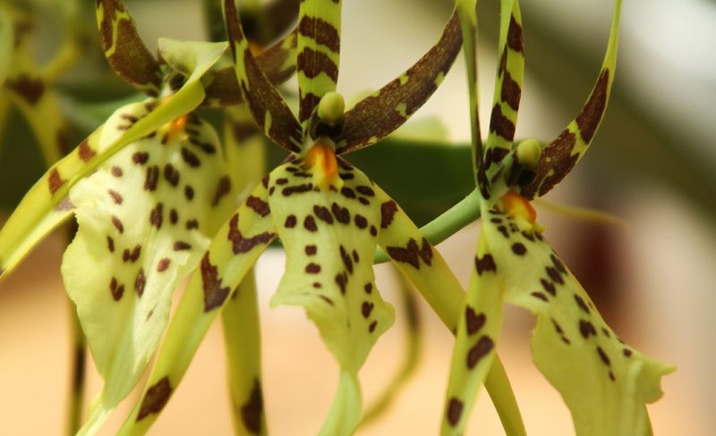 druh orchideje brassia orchidej příroda