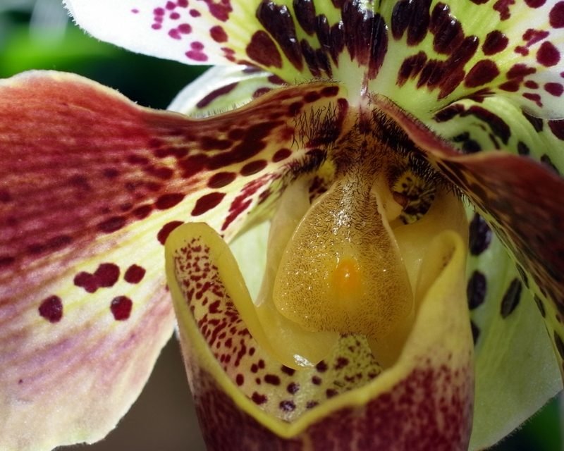 orkidéart damens tøffel orkide