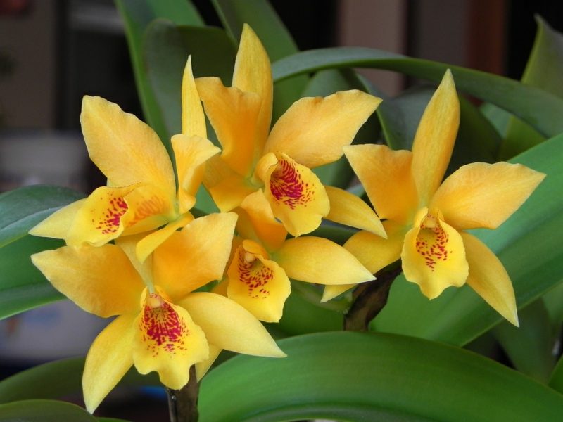 typer orkideer i gult