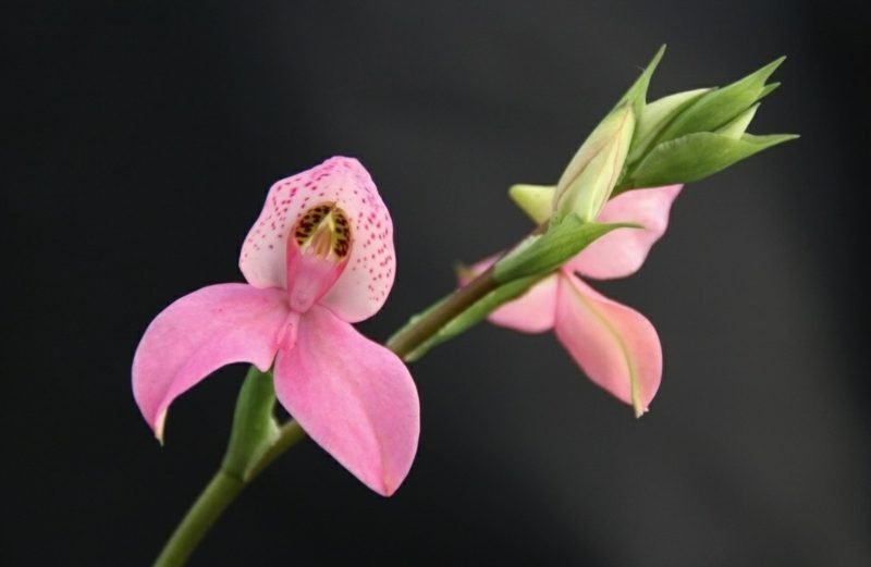 druhy orchidejí v růžové barvě