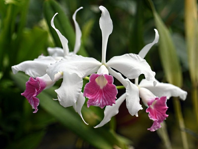 druh orchideje laelia purpurata