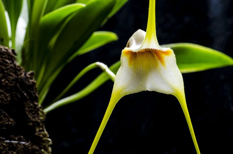 druh orchideje masdevallia