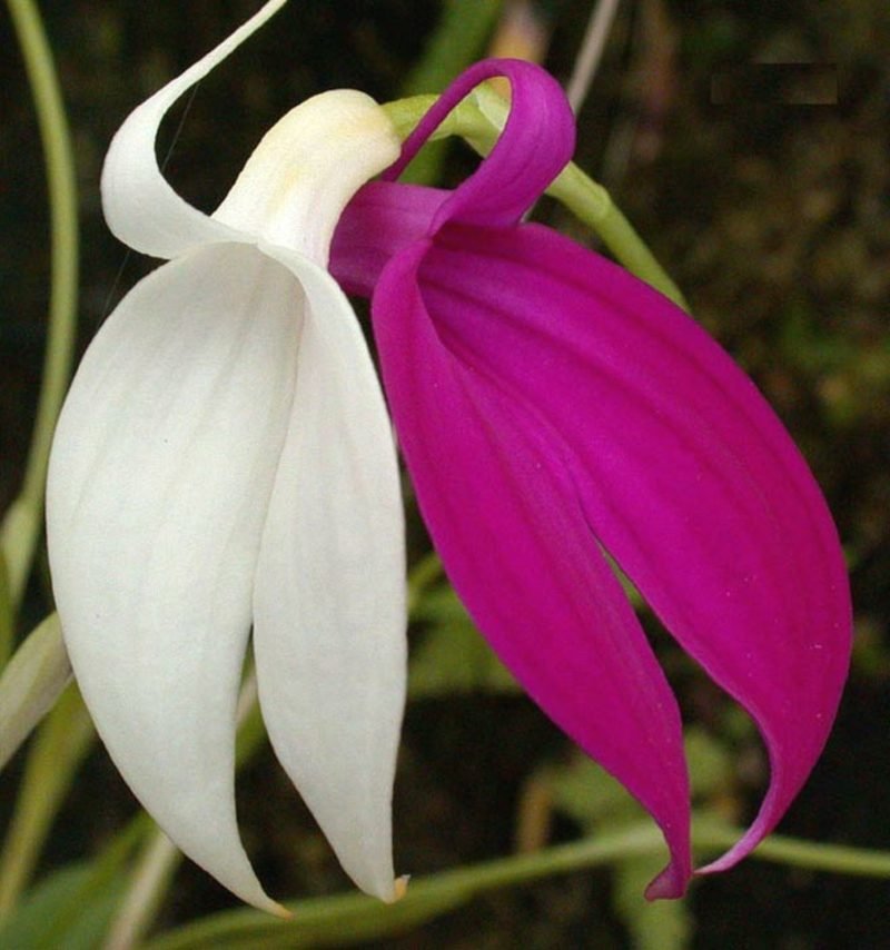 druh orchideje masdevallia