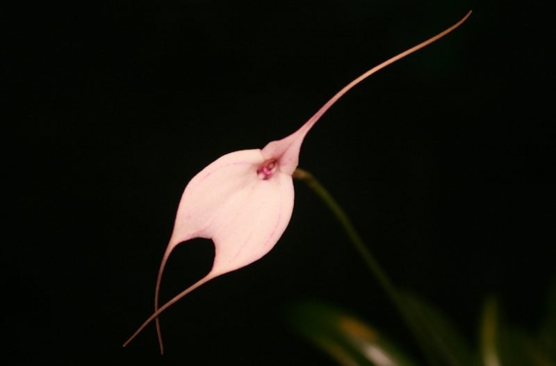 orkide arter masdevallia Measiana