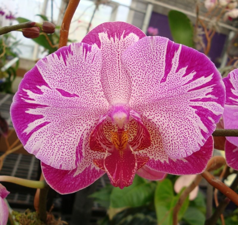 druh orchideje phalaenopsis růžová purpurová