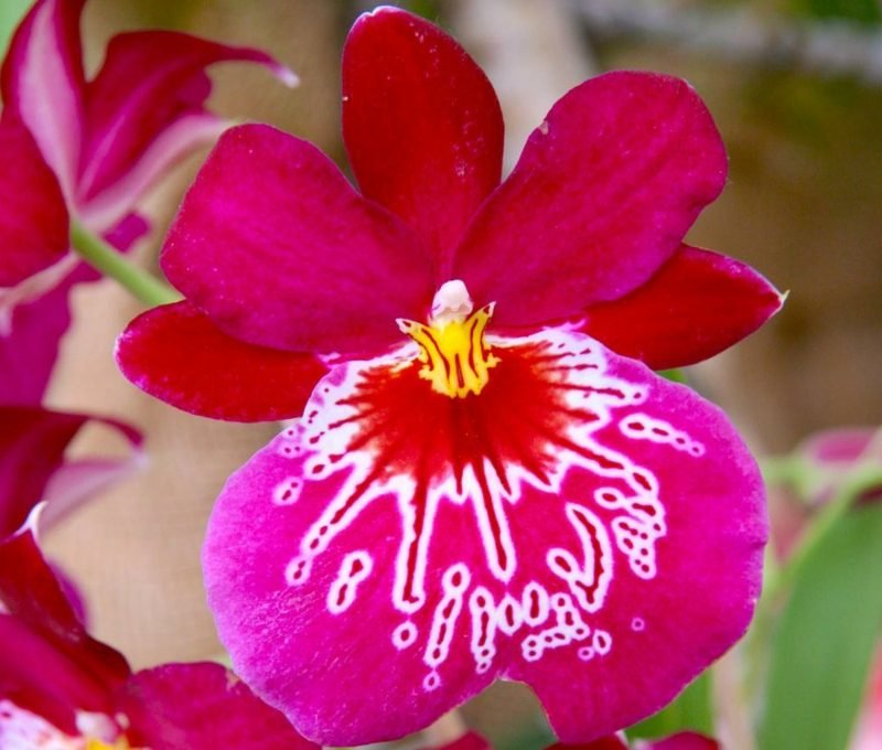 orkide arter miltonia orkideer stemorsblomst