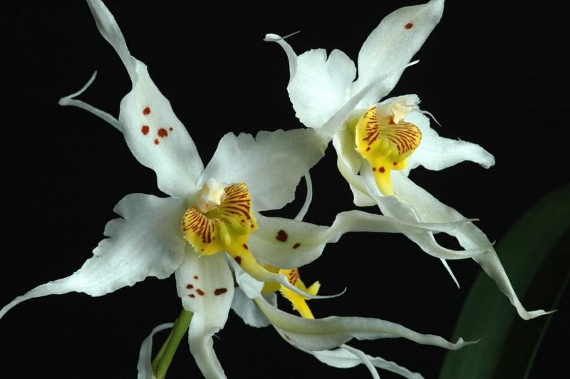 druh orchideje odontoglossum cirrhosum
