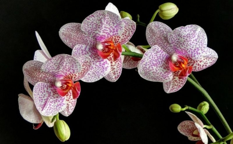 druhy orchidejí