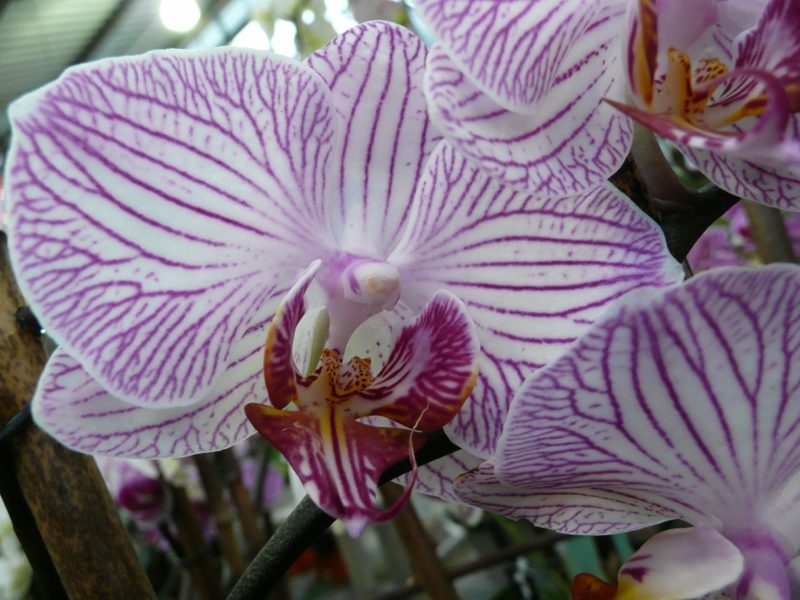 druhy orchidejí orchideje
