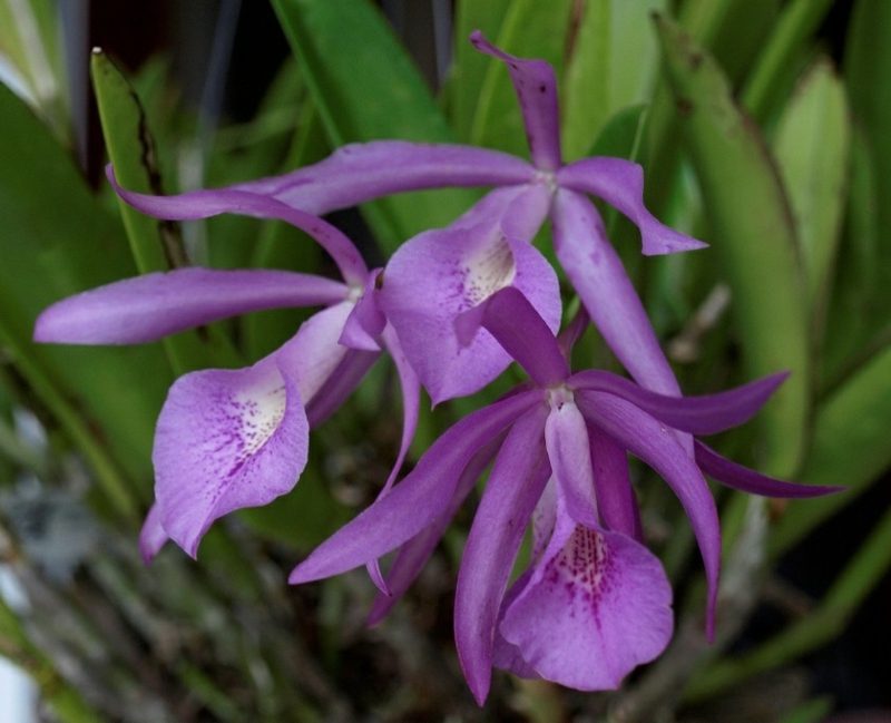 druhy orchidejí hybridní orchideje