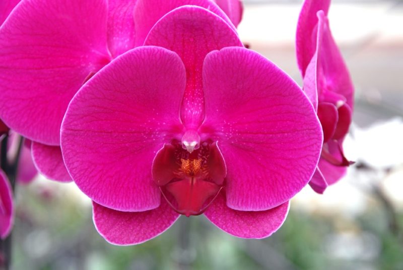 druh orchideje phalaenopsis růžový