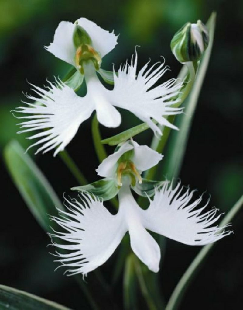 druh orchideje druh orchideje bílý a zelený