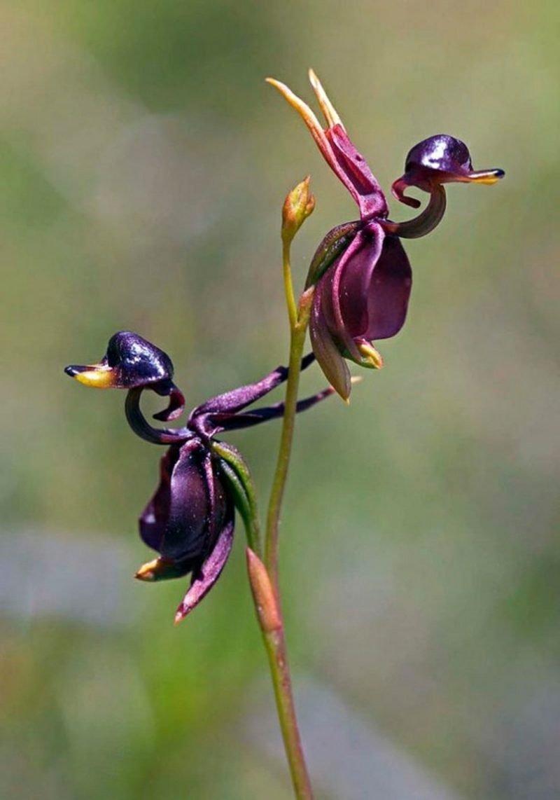 druh orchideje pareidolia