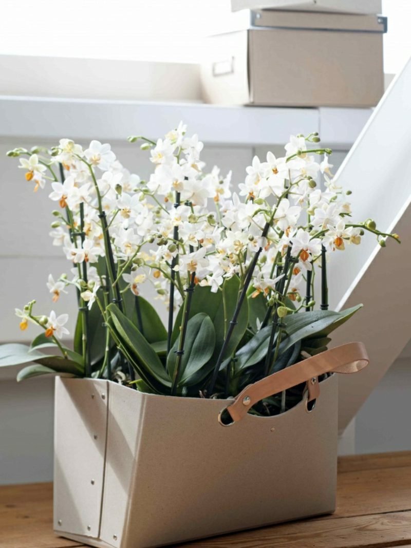 orkide arter phalaenopsis tote bag