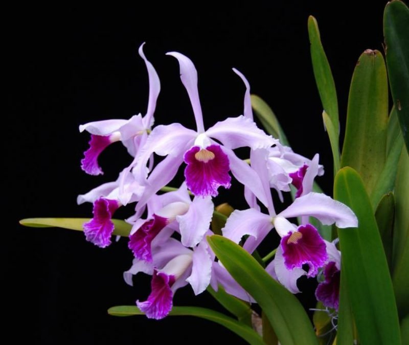 orkide arter purpurata tipo orchidee en vente