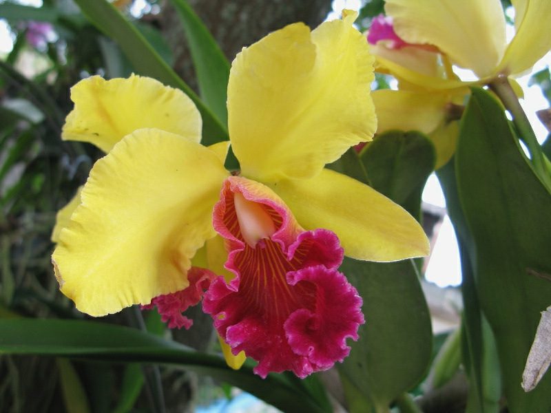 arter av orkide sommerfugl