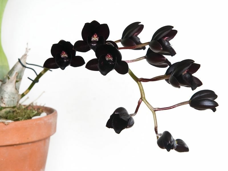 druhy orchidejí černé květy