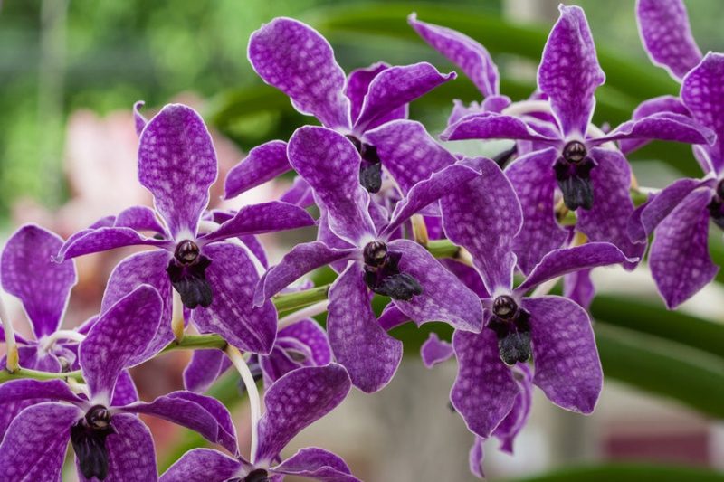 orkide arter vanda