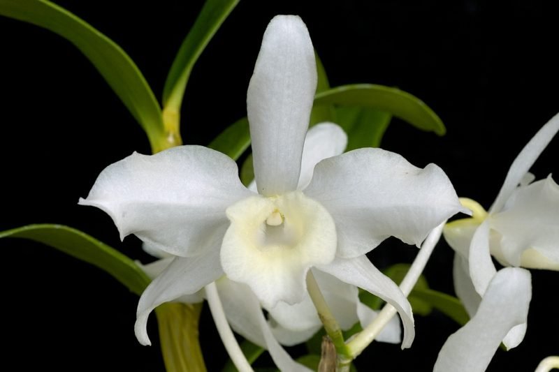 druh orchideje dendrobium bílý