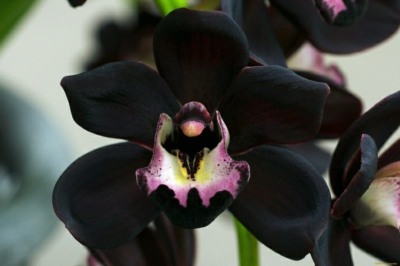 druhy orchidejí černé orchideje