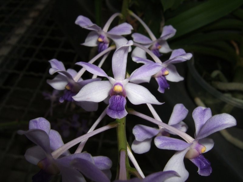 orkide arter vanda coerulescens