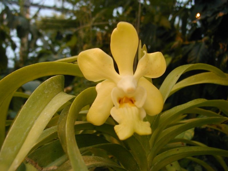 druh orchideje vanda denisoniana
