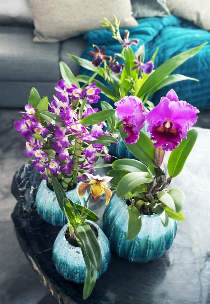 nápady pro typy orchidejí domů