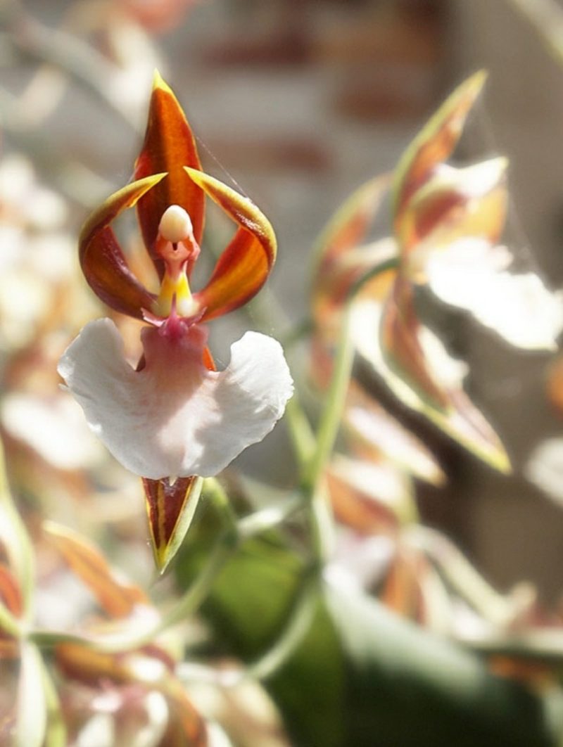 orkide arter ballerina orkide