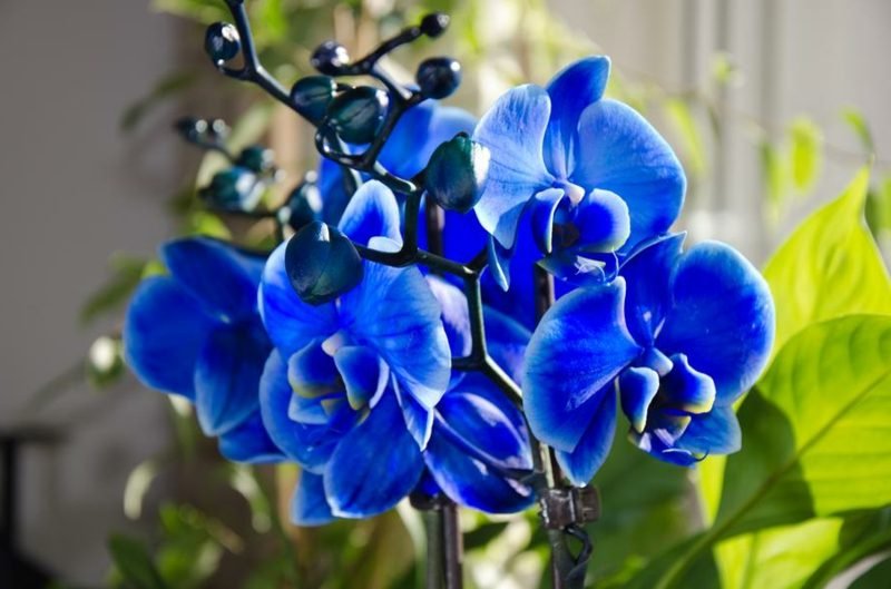 typer orkideer blå orkideer