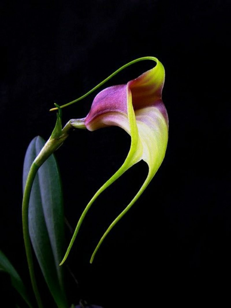druhy květů orchidejí včelí orchidej