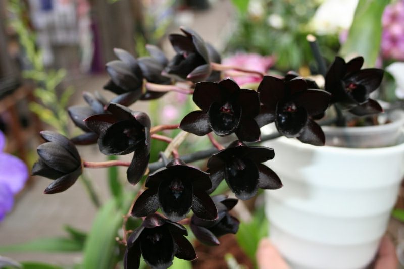 druhy orchidejí černá orchidej