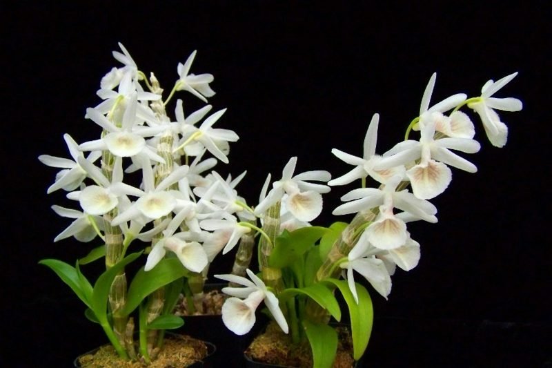 druh orchideje dendrobium primulinum